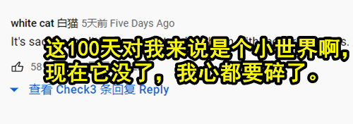 日本主播把养了100天的宠物猪给烤着吃了 结果不到10天猪又复活了？