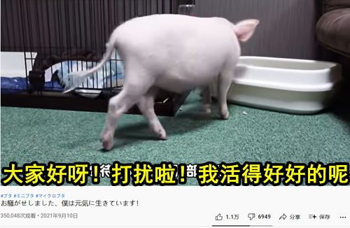 日本主播把养了100天的宠物猪给烤着吃了 结果不到10天猪又复活了？