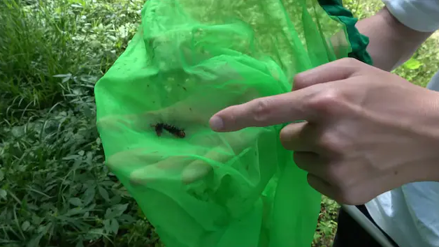 工作娱乐两不误 岛国生物系网红买下荒山只为抓昆虫圆儿时梦