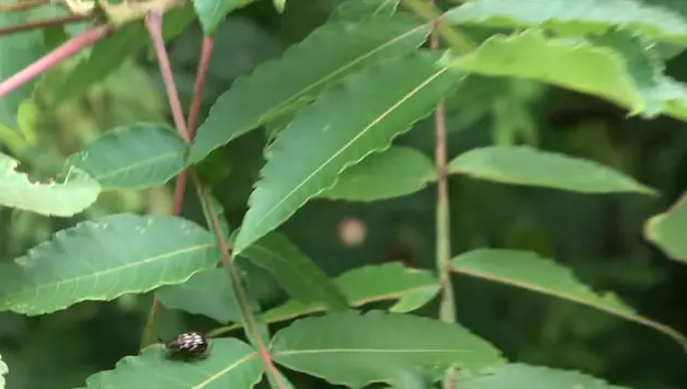 工作娱乐两不误 岛国生物系网红买下荒山只为抓昆虫圆儿时梦