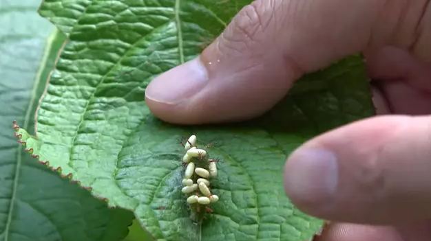 工作娱乐两不误 岛国生物系网红买下荒山只为抓昆虫圆儿时梦